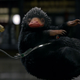 A Niffler, just one of those many Fantastic Beasts.